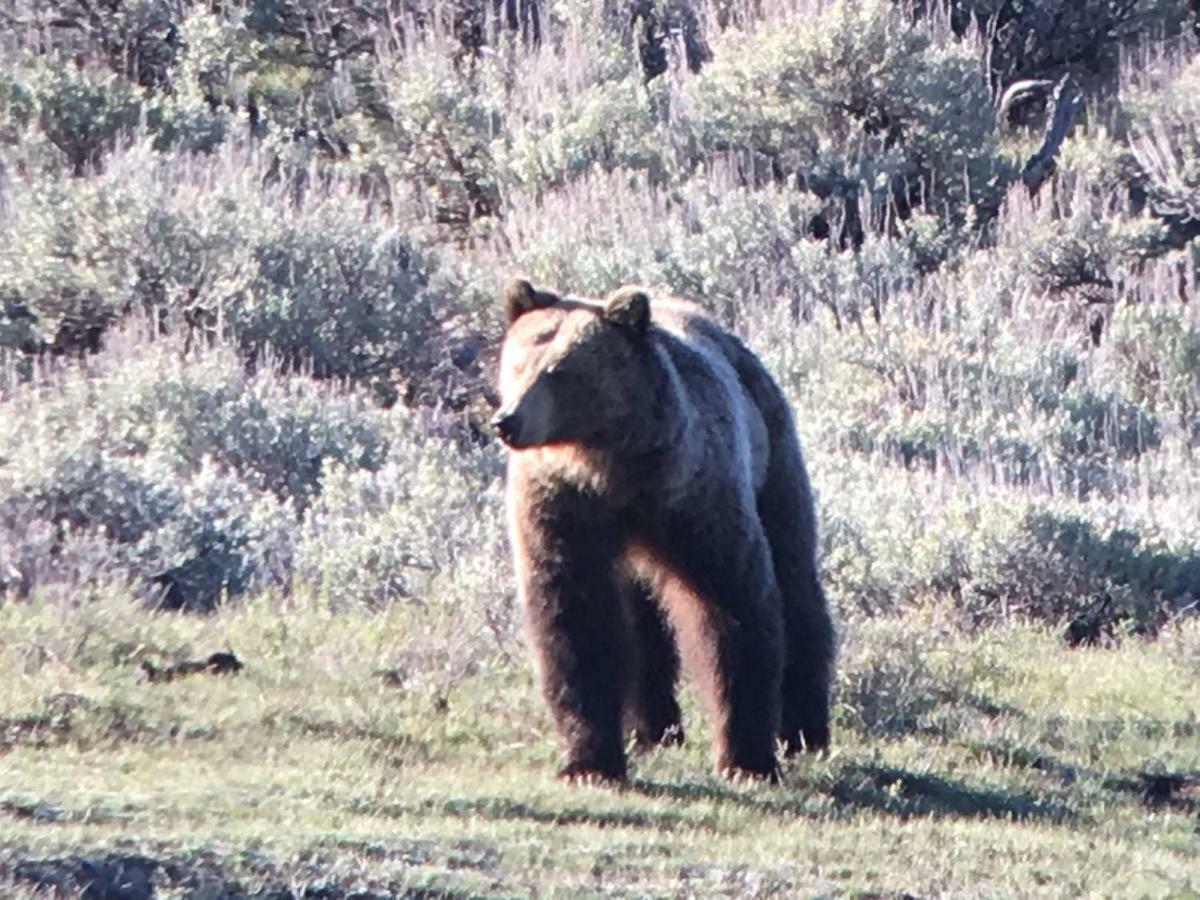 Elk Horn Lodge Cooke City Bagian luar foto