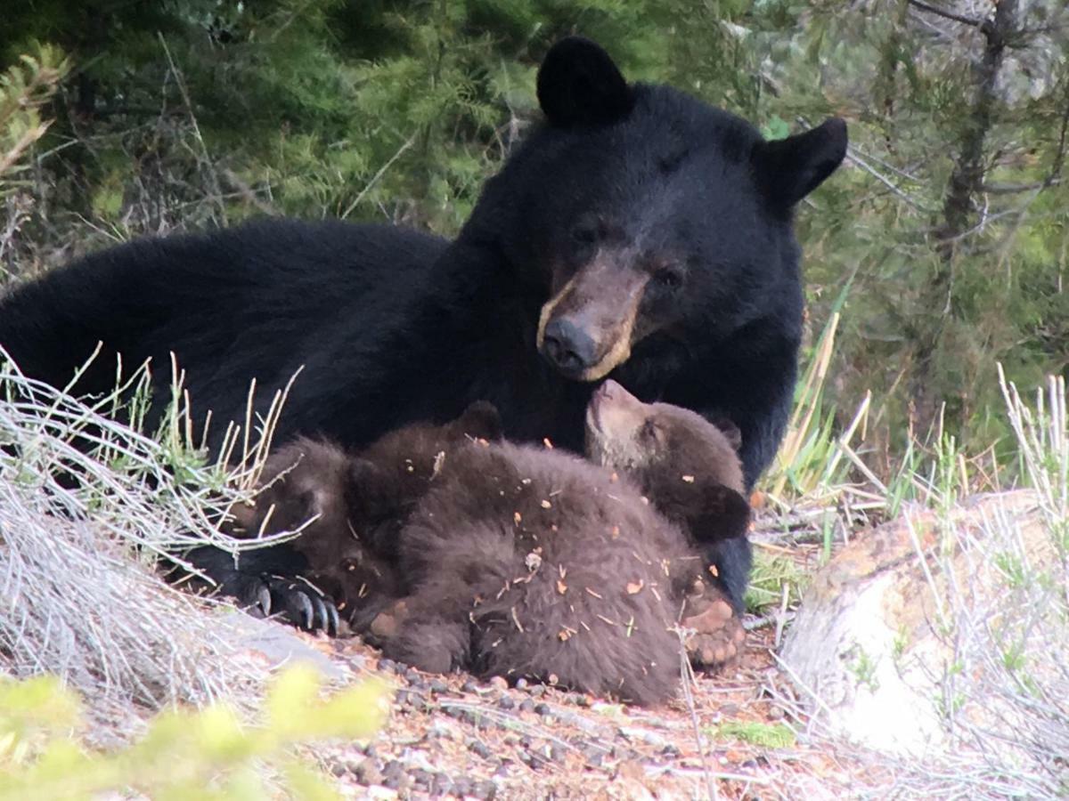 Elk Horn Lodge Cooke City Bagian luar foto